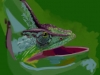 Chameleon_600