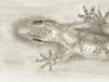Lizard_600