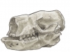 MammalSkulls_ii_600