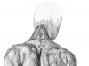 Sketches_anatomy_back_500