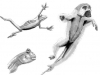 Sketches_animals_600
