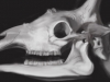 ipad_Skeletons_Evolution_giraffe_600