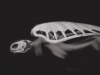 ipad_Skeletons_Evolution_turtle_600